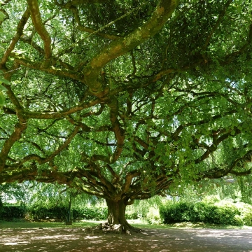 Image du spectacle Projection rencontre : Les Arbres remarquables au coeur de la biodiversité de de Jean-Pierre Duval & Georges Feterman