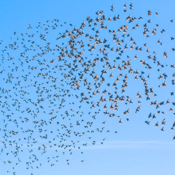 Image du spectacle Ssoukouk de Les Chants des oiseaux