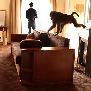 Image du spectacle Julien Bismuth & Virginie Yassef de Le signe singe